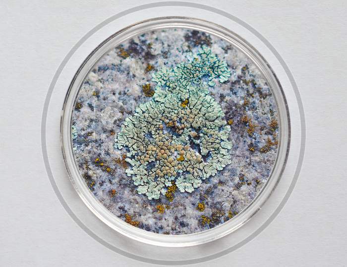 Petri Dish For Cell Culture