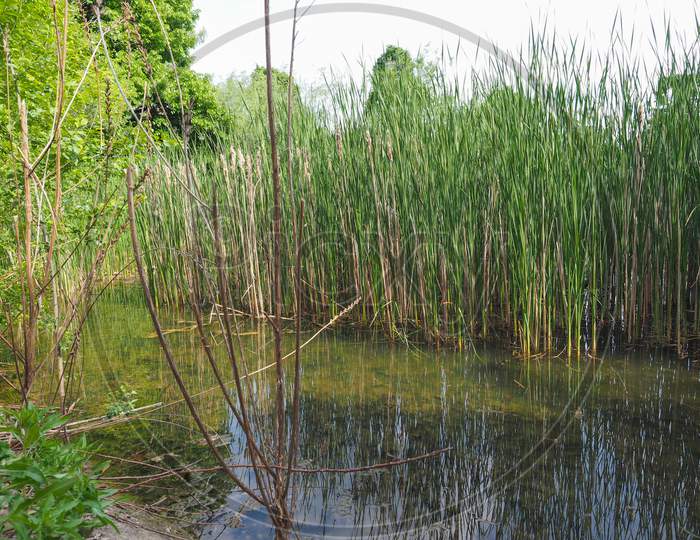 Pond With Aquatic Plants