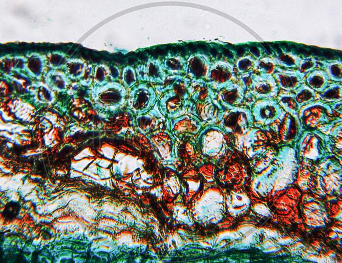 Pine Wood Micrograph
