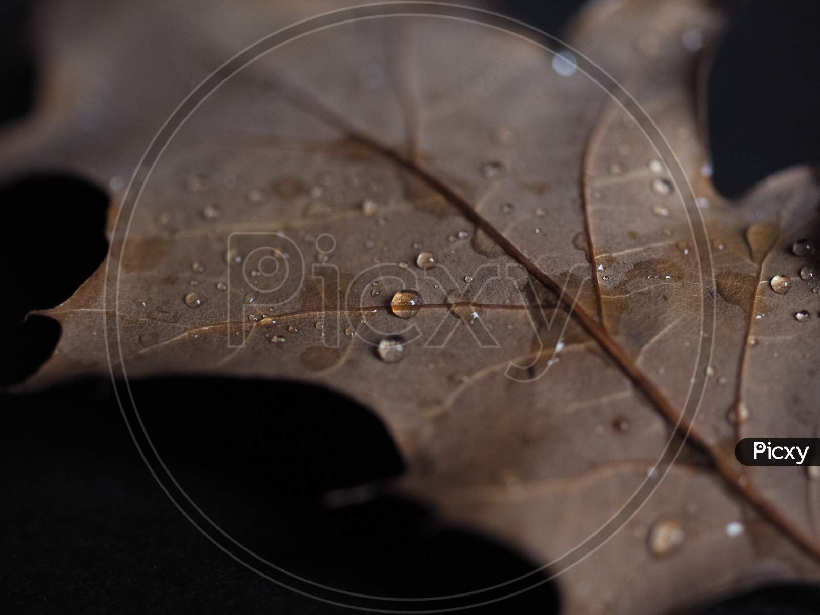 Rain Drops On Leaf Selective Focus