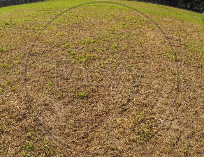 Grass Meadow With Fisheye Lens