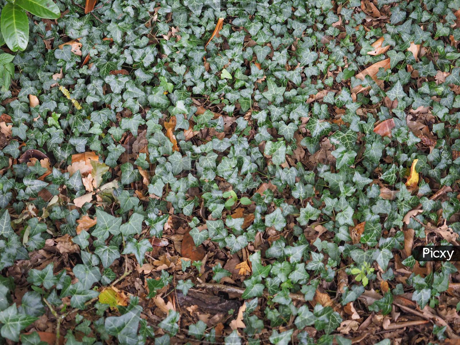 Ivy Plant Background