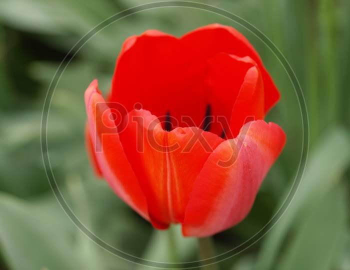 Tulip Plant (Tulipa Gesneriana) Red Flower