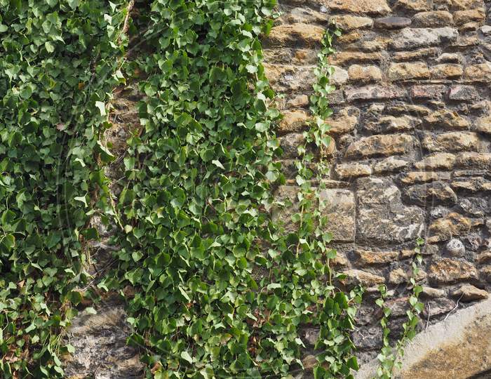 Ivy Plant Wall