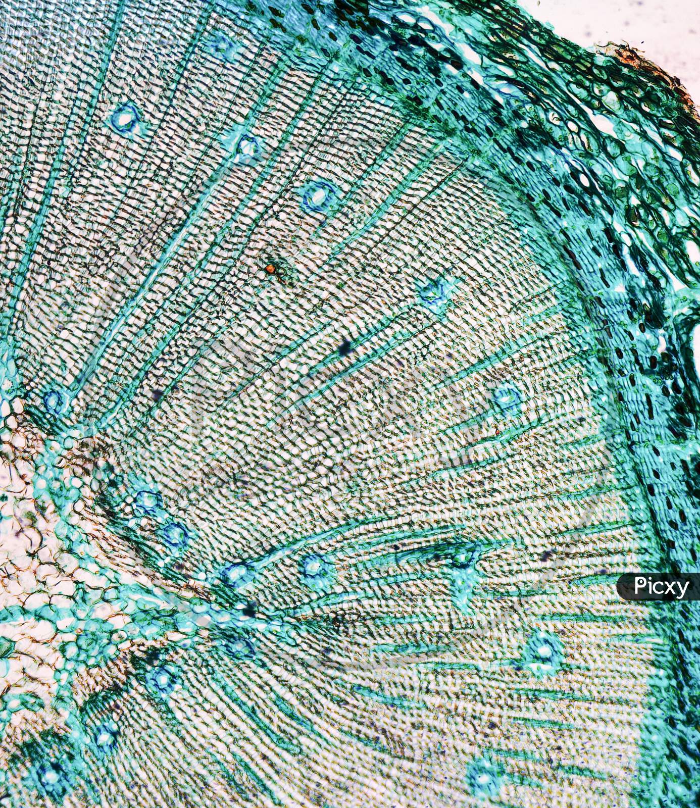 Pine Wood Micrograph
