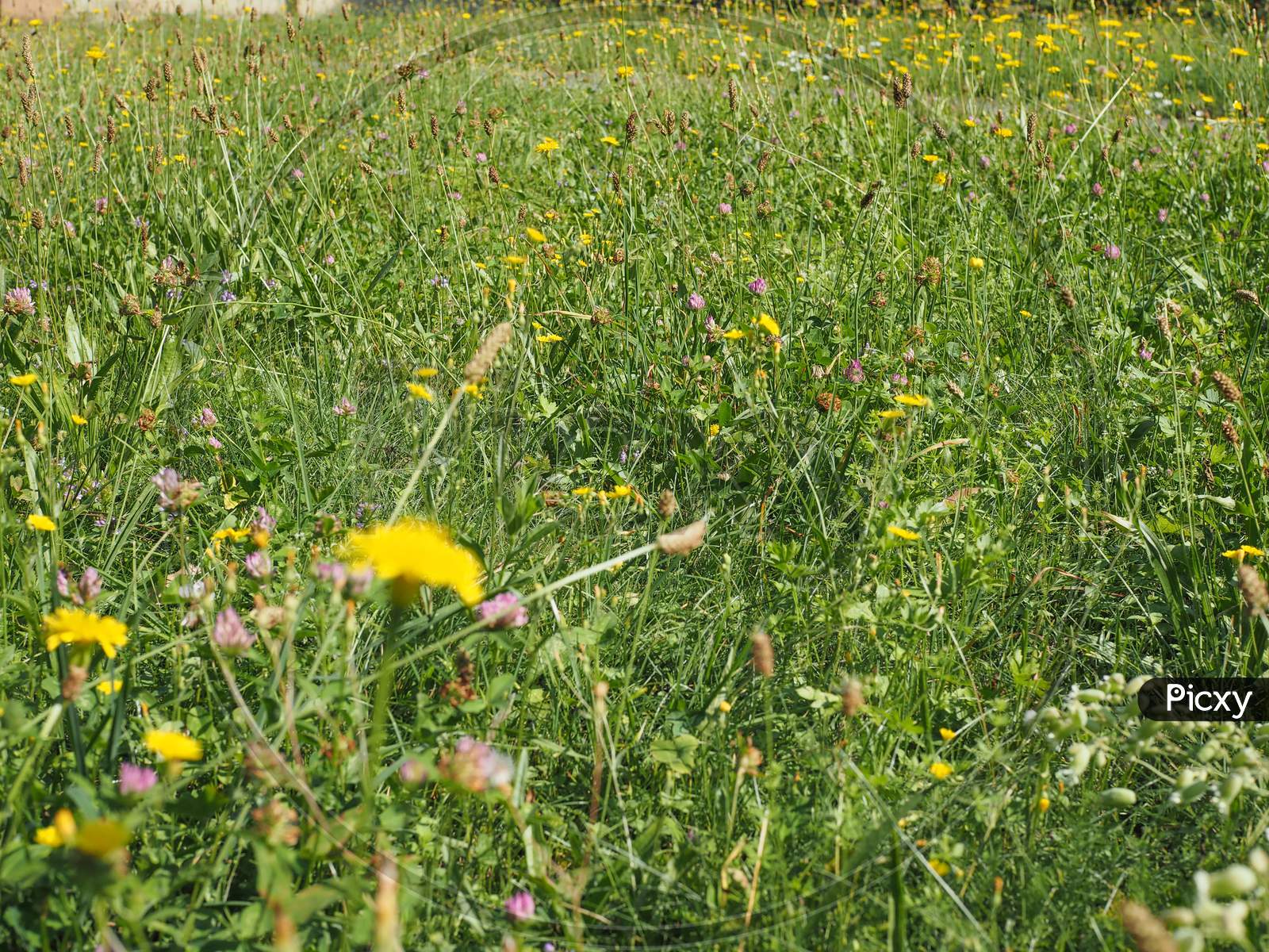 Green Grass Meadow Background