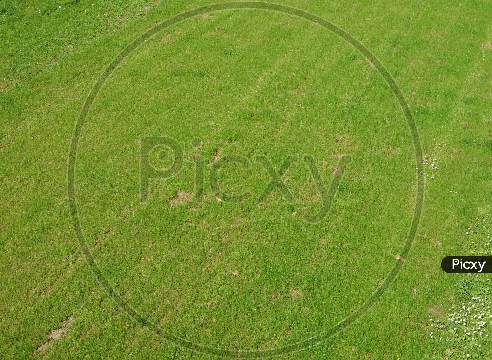 Green Meadow Background