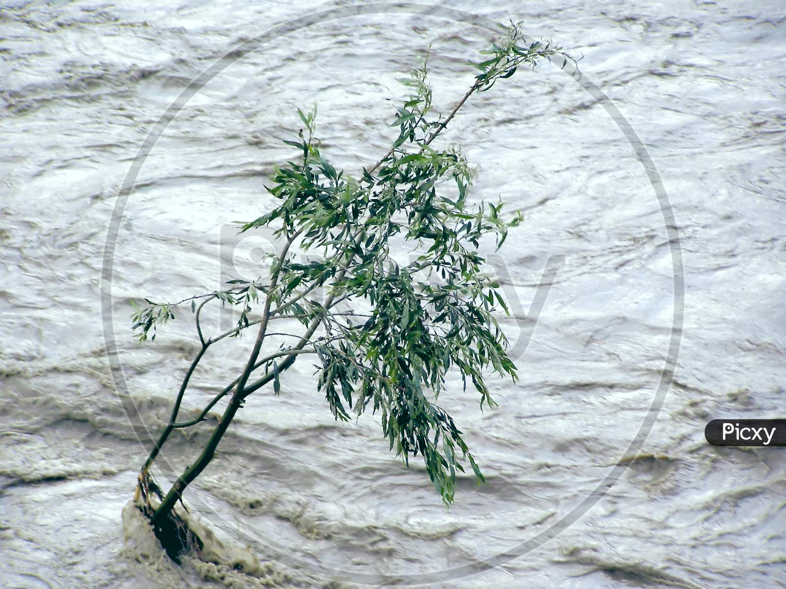 Lonely Tree Resisting Flood