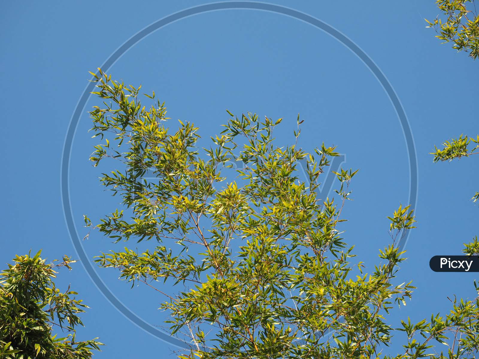 Bamboo Tree Over Blue Sky With Copy Space