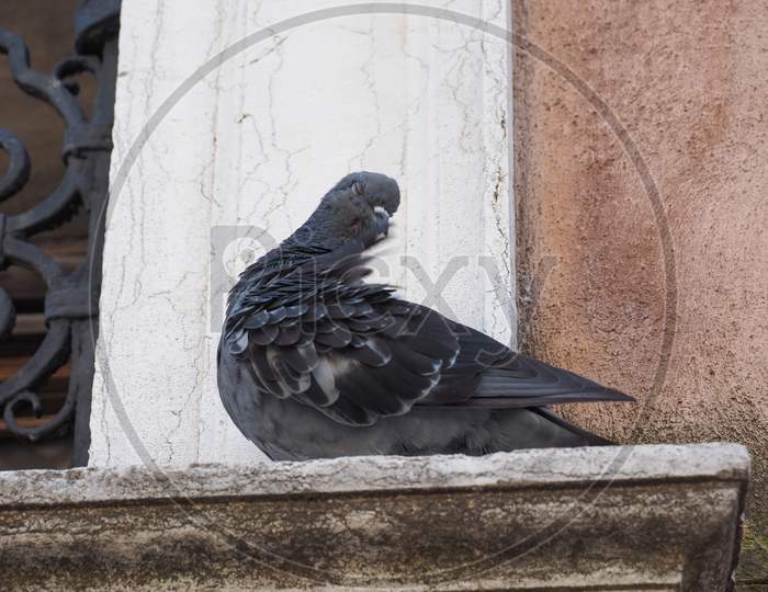 Pigeon Bird Animal