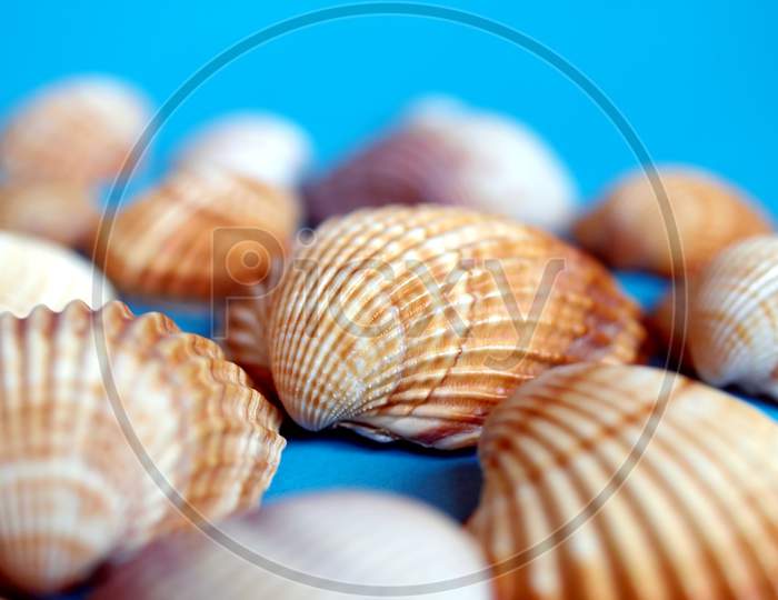 Many Sea Shells
