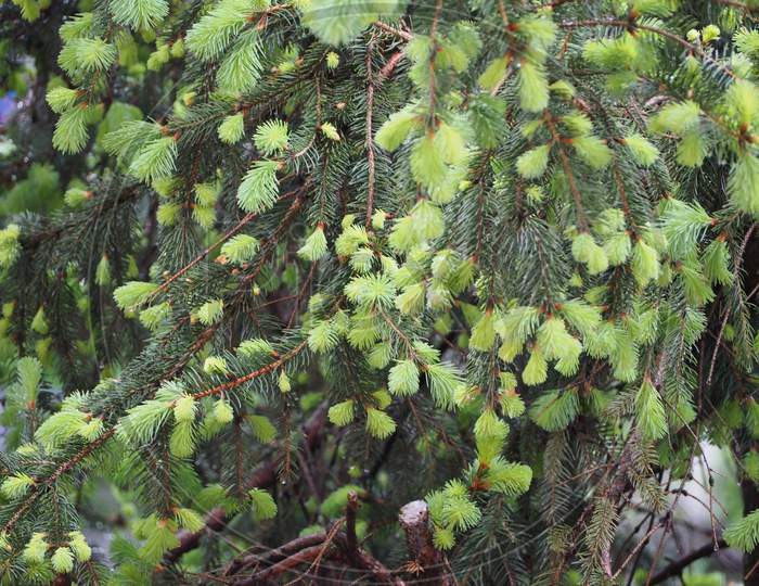 Pine Tree Buds In Spring