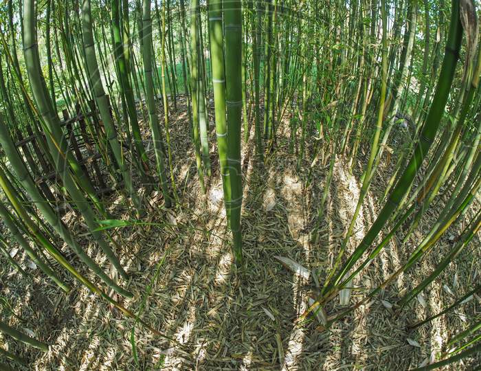Bamboo Tree (Bambusoideae)