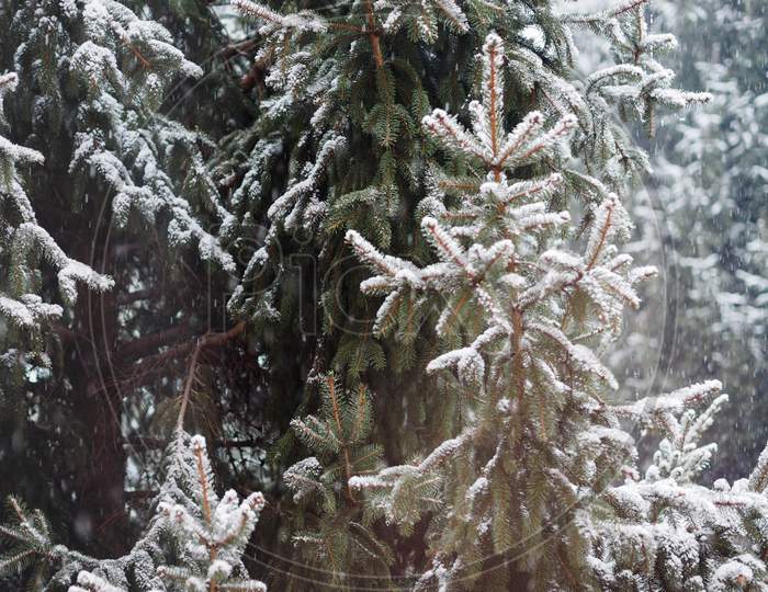 Winter Scene With Snow Background