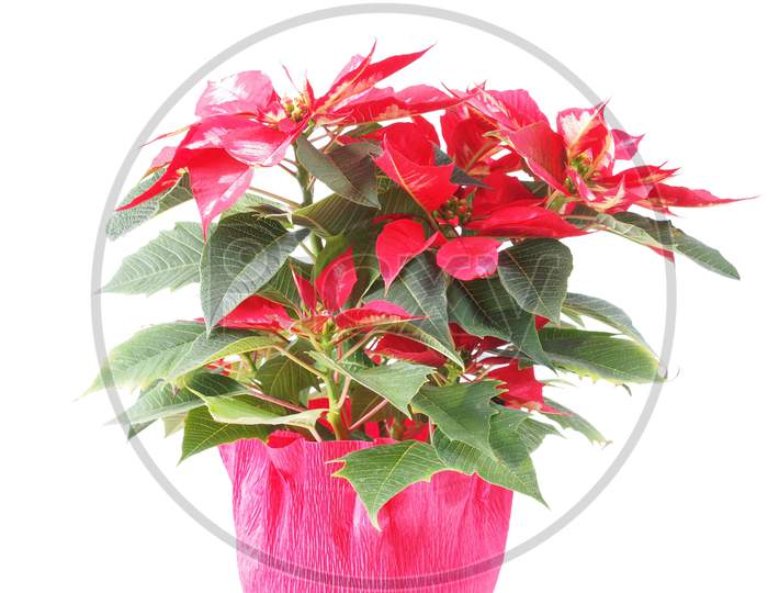 Christmas Star Plant (Poinsettia Euphorbia Pulcherrima) Red Flower