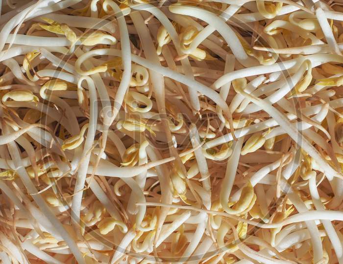 Mung Bean Sprouts Vegetables