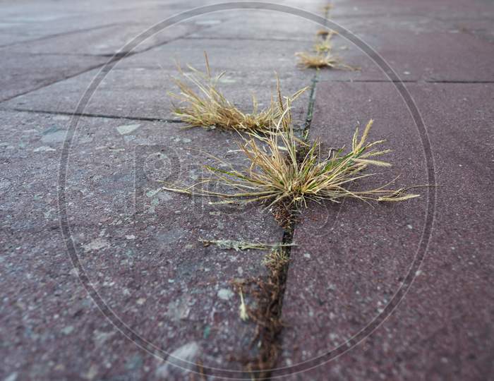Grass In Concrete Pavement