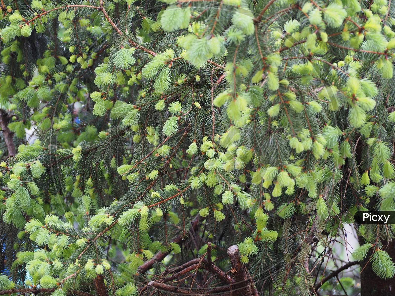 Pine Tree Buds In Spring