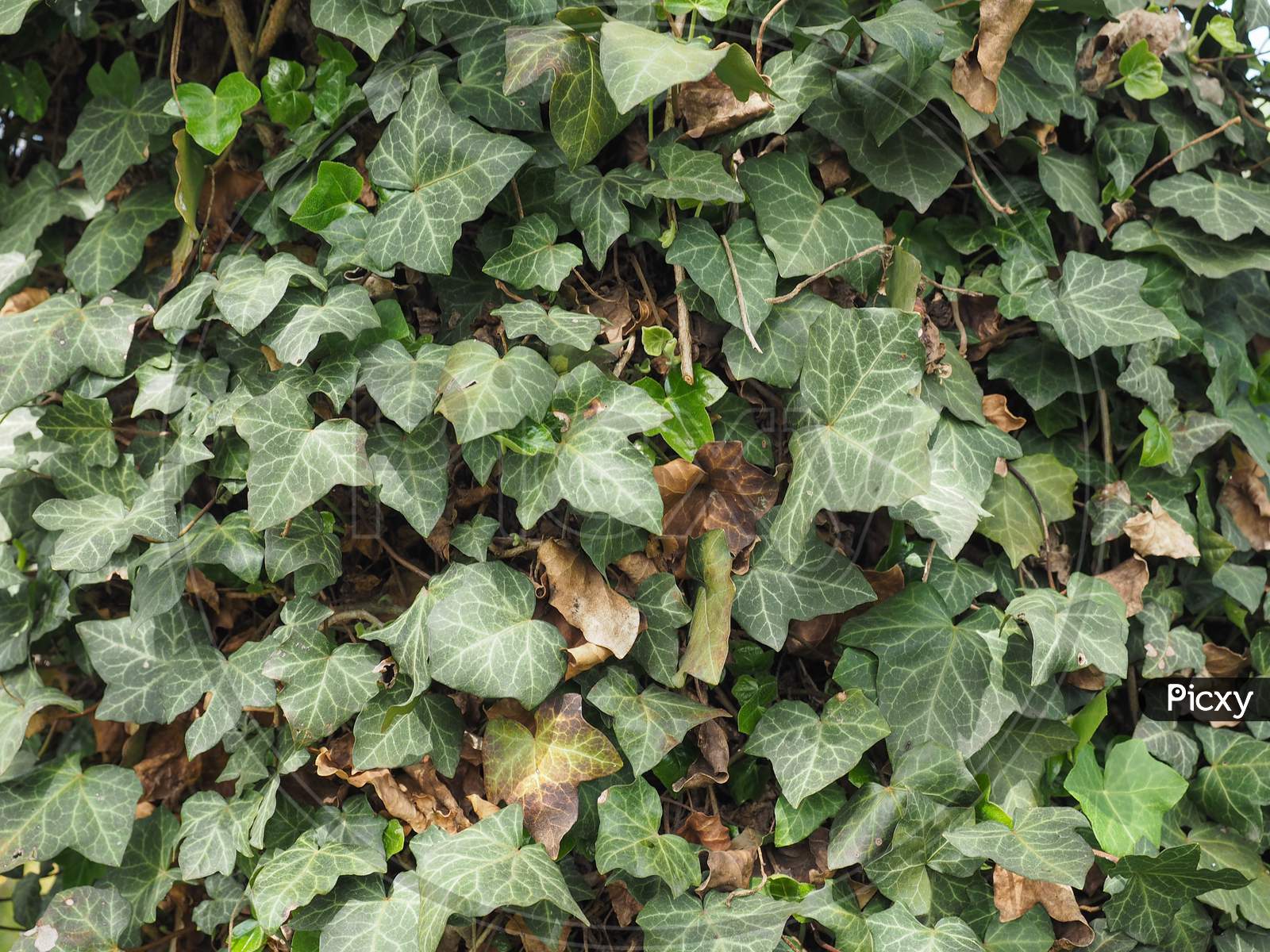 Ivy Plant Background