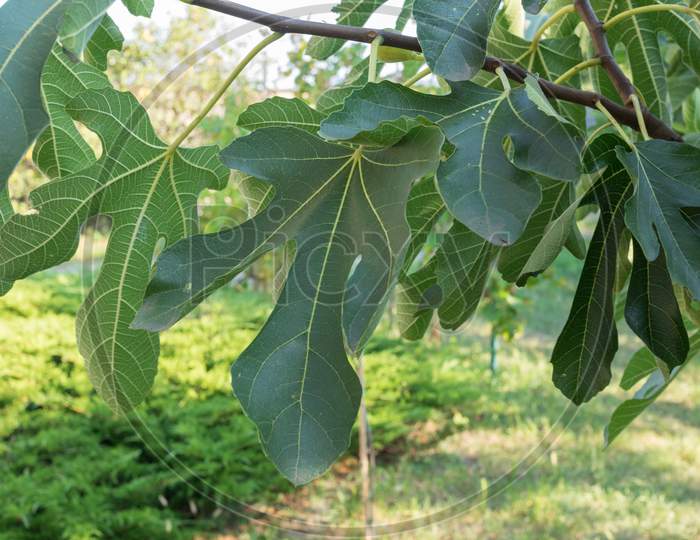 Fig Tree Leaf