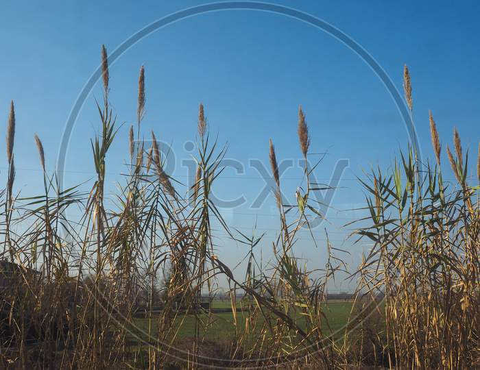Common Reed Plant