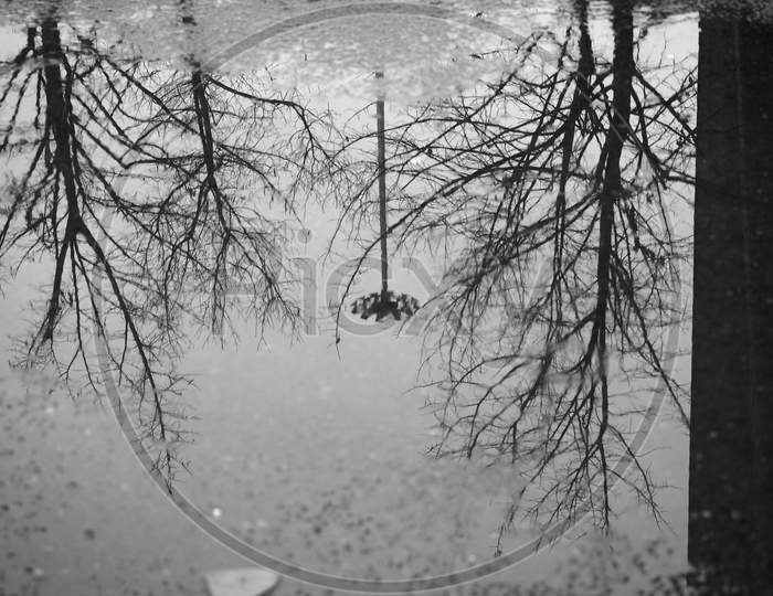 Trees Reflection In Puddle