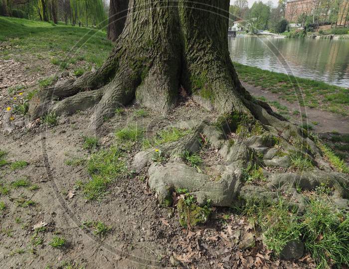 Tree Roots Near A River