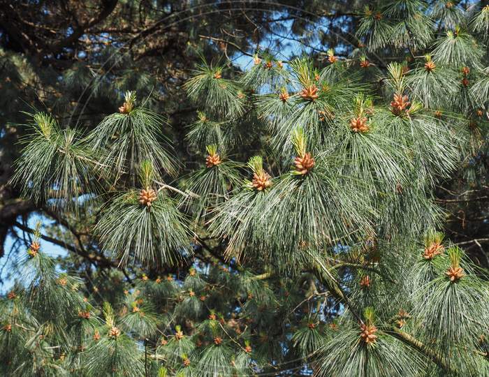 Pine (Pinus Pinaceae) Tree