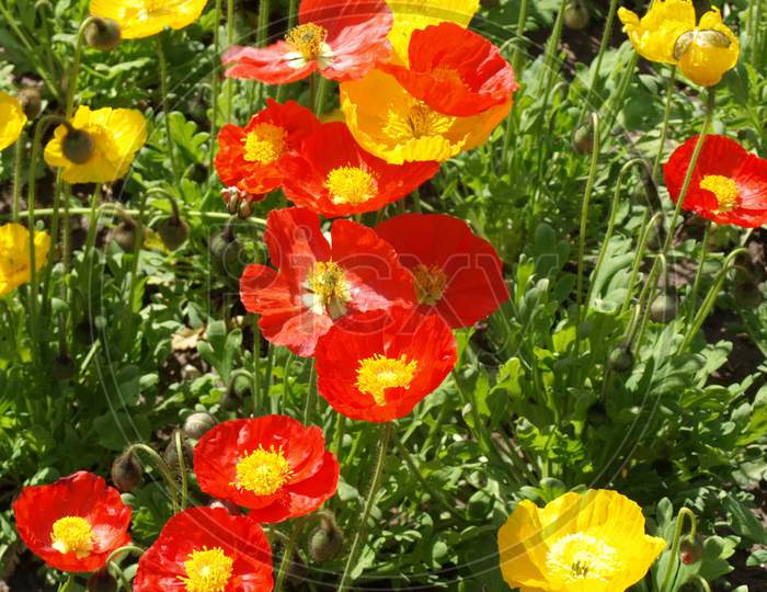 Papaver Plant (Papaveraceae) Red And Yellow Flower