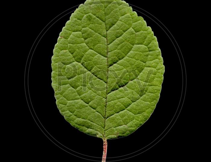 Prune Leaf Isolated