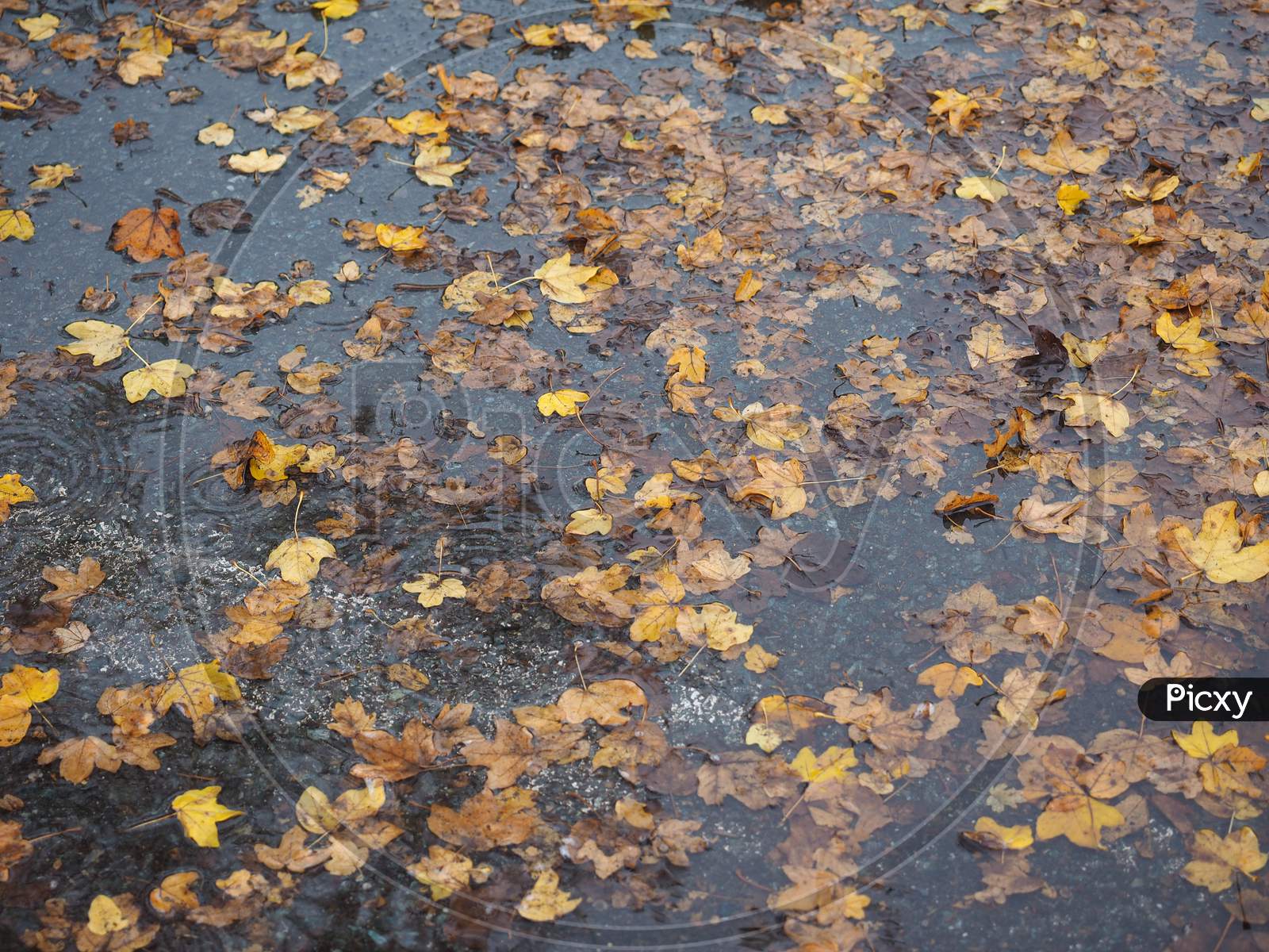 Brown Leaves In Water Texture Background