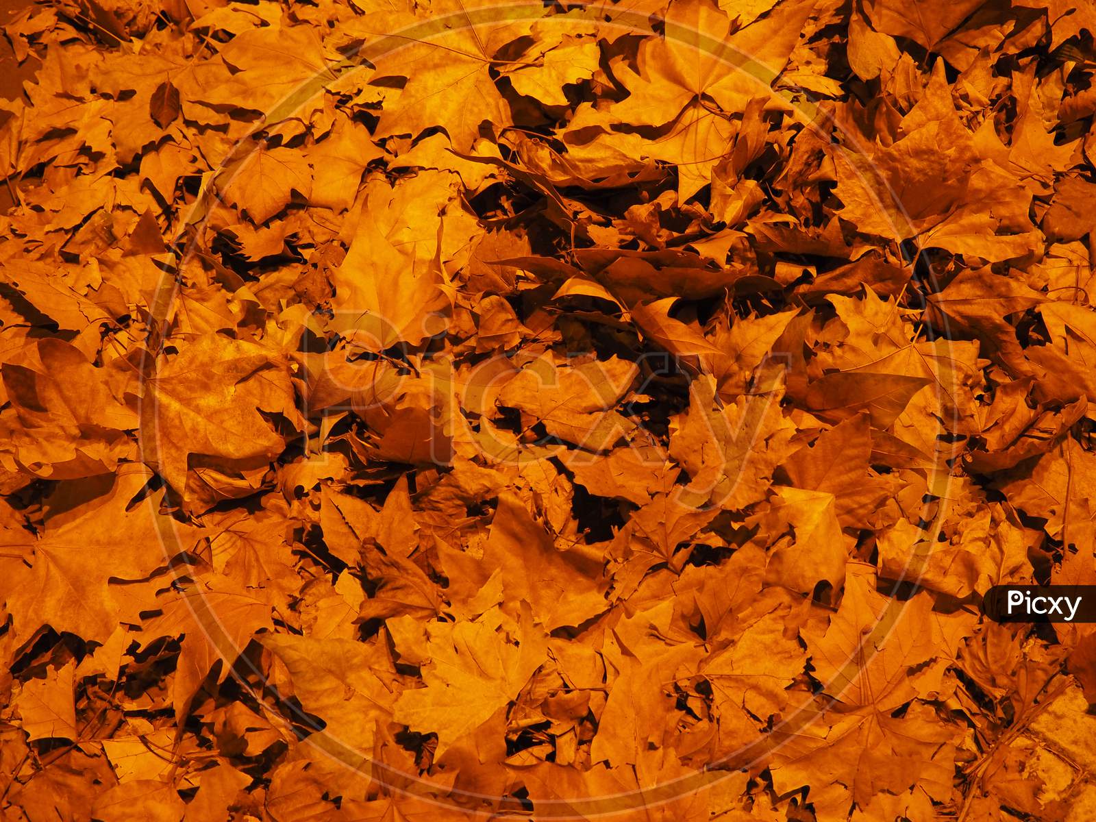 Brown Leaves Texture Background