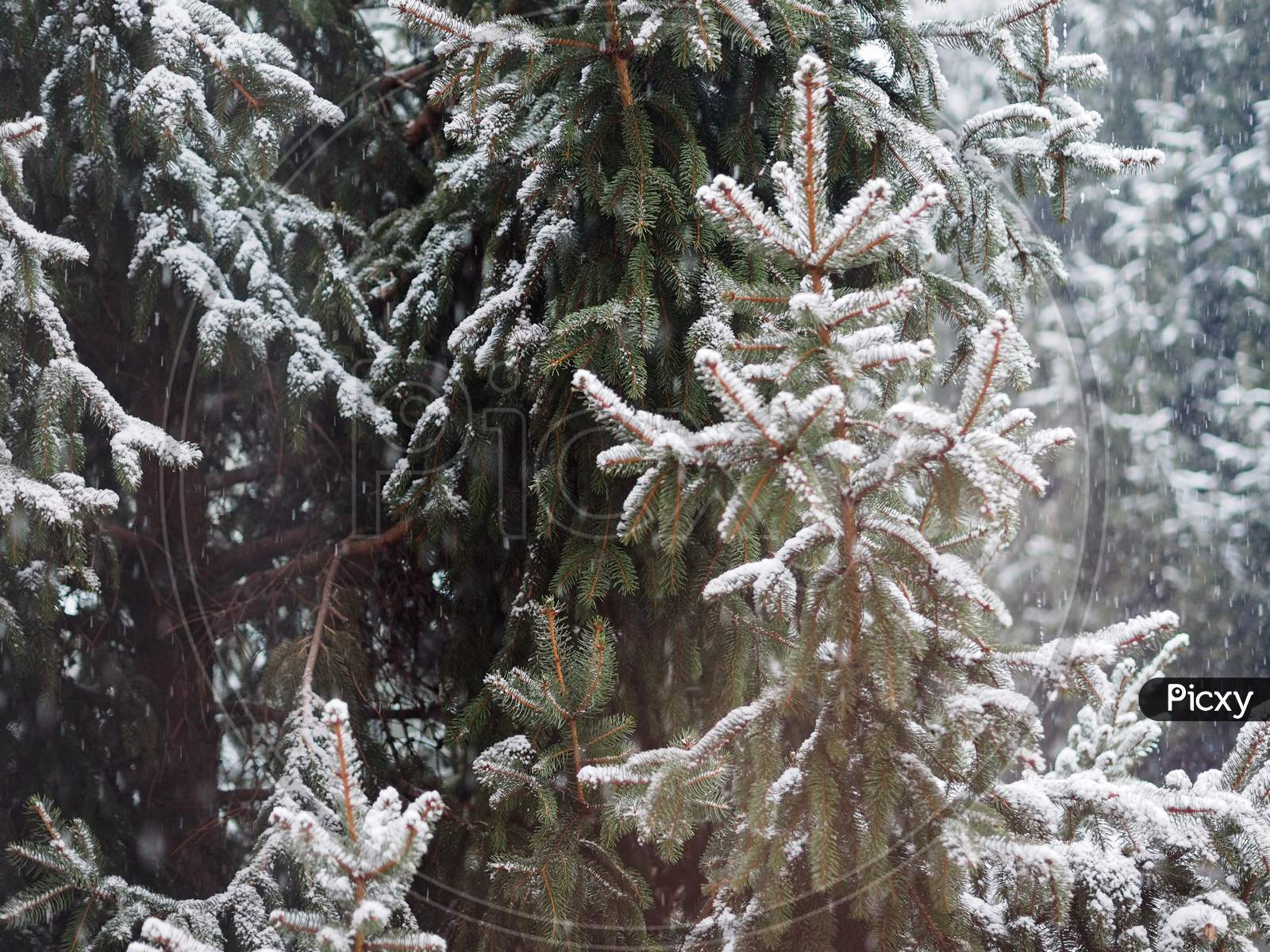 Winter Scene With Snow Background