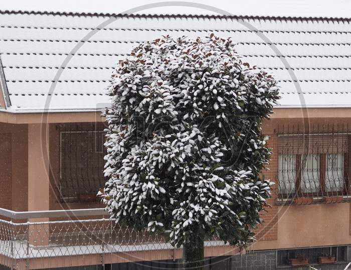Snow On A Tree