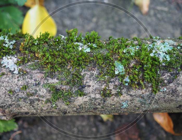 Moss Plant Growing On Trunk