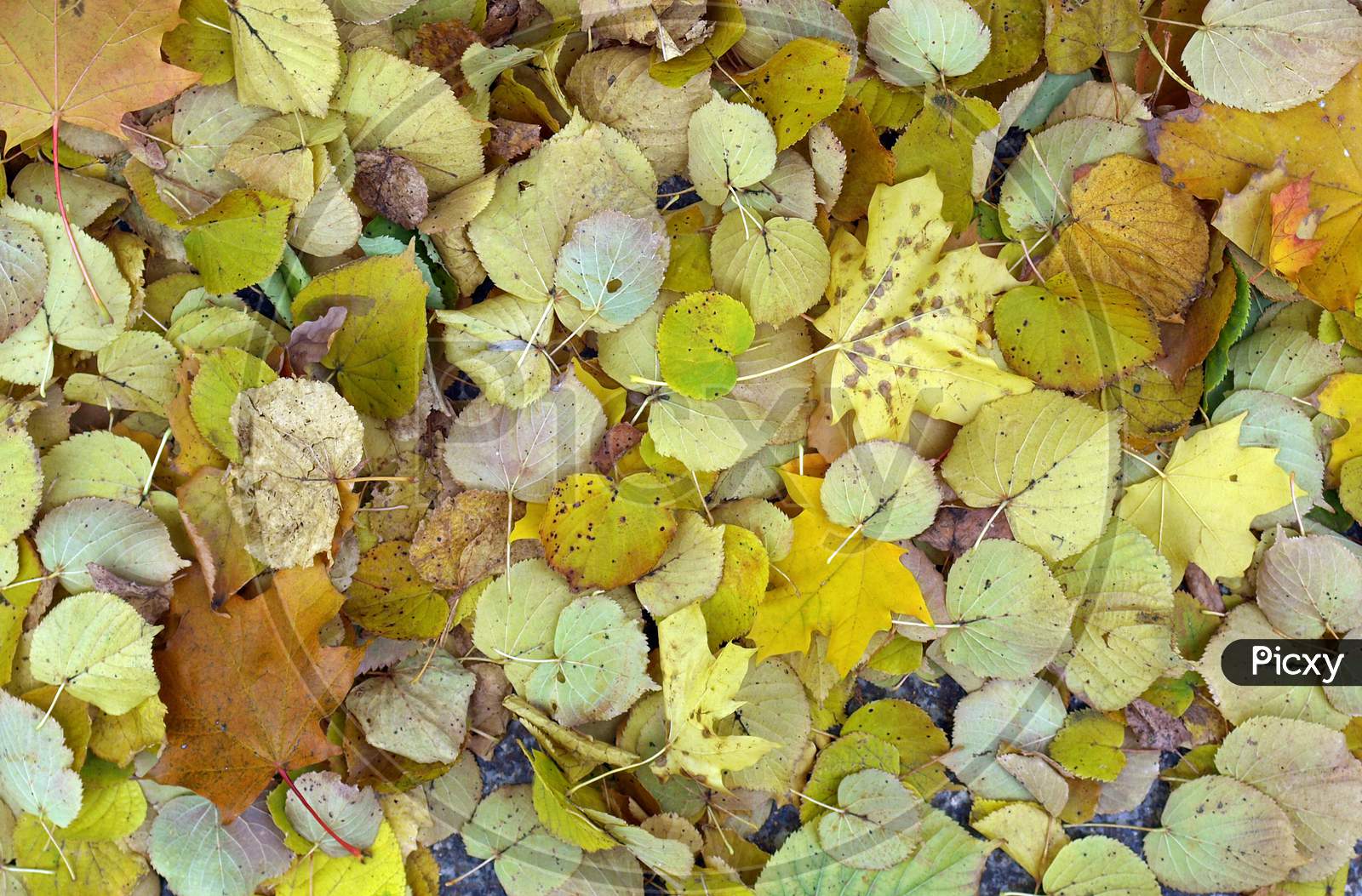Leaves Texture Background