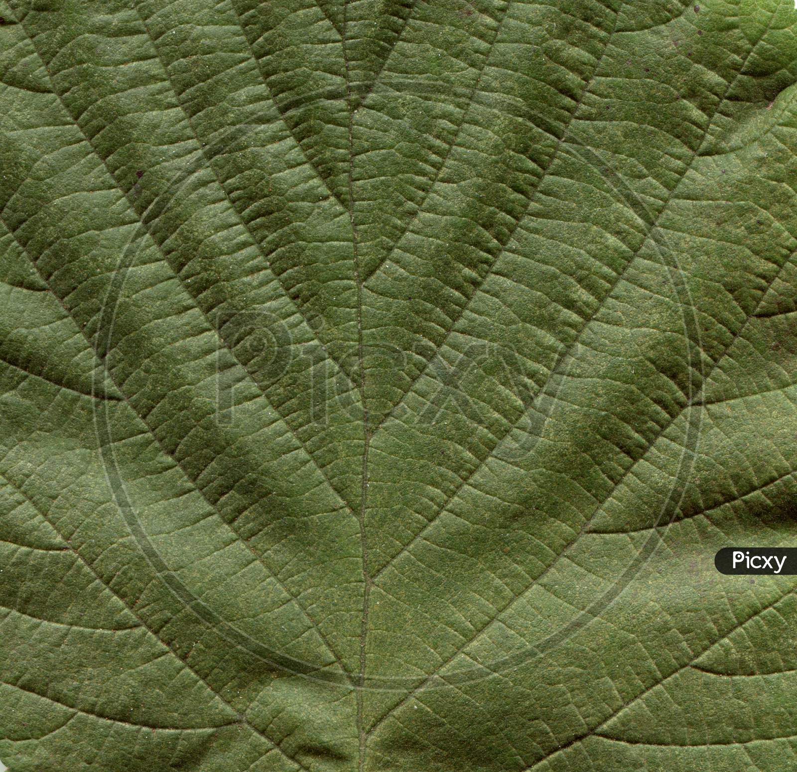 Hazel Tree Leaf