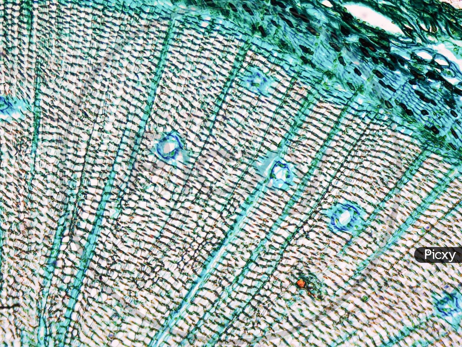 image-of-pine-wood-micrograph-ix496421-picxy