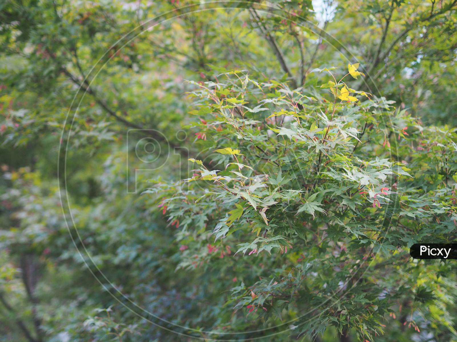 Maple Acer Tree Leaves