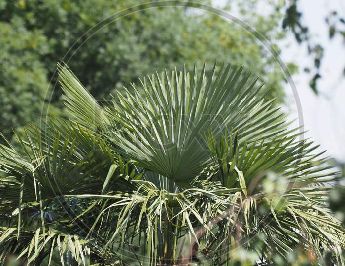 Palm Tree, Focus On Foreground