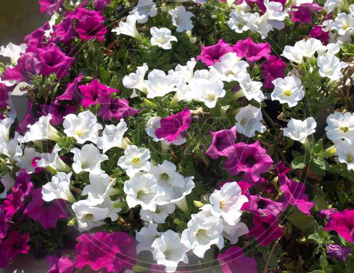 Petunia Plant (Petunia Atkinsiana) Purple And White Flower