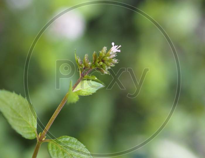 Peppermint (Mentha Piperita) Plant
