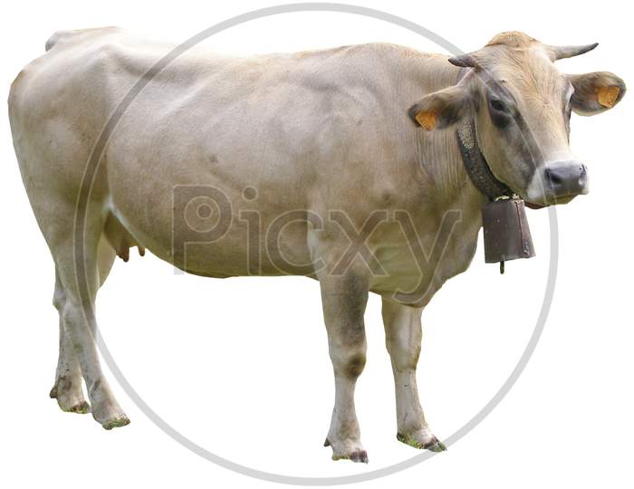 Cow Isolated Over White