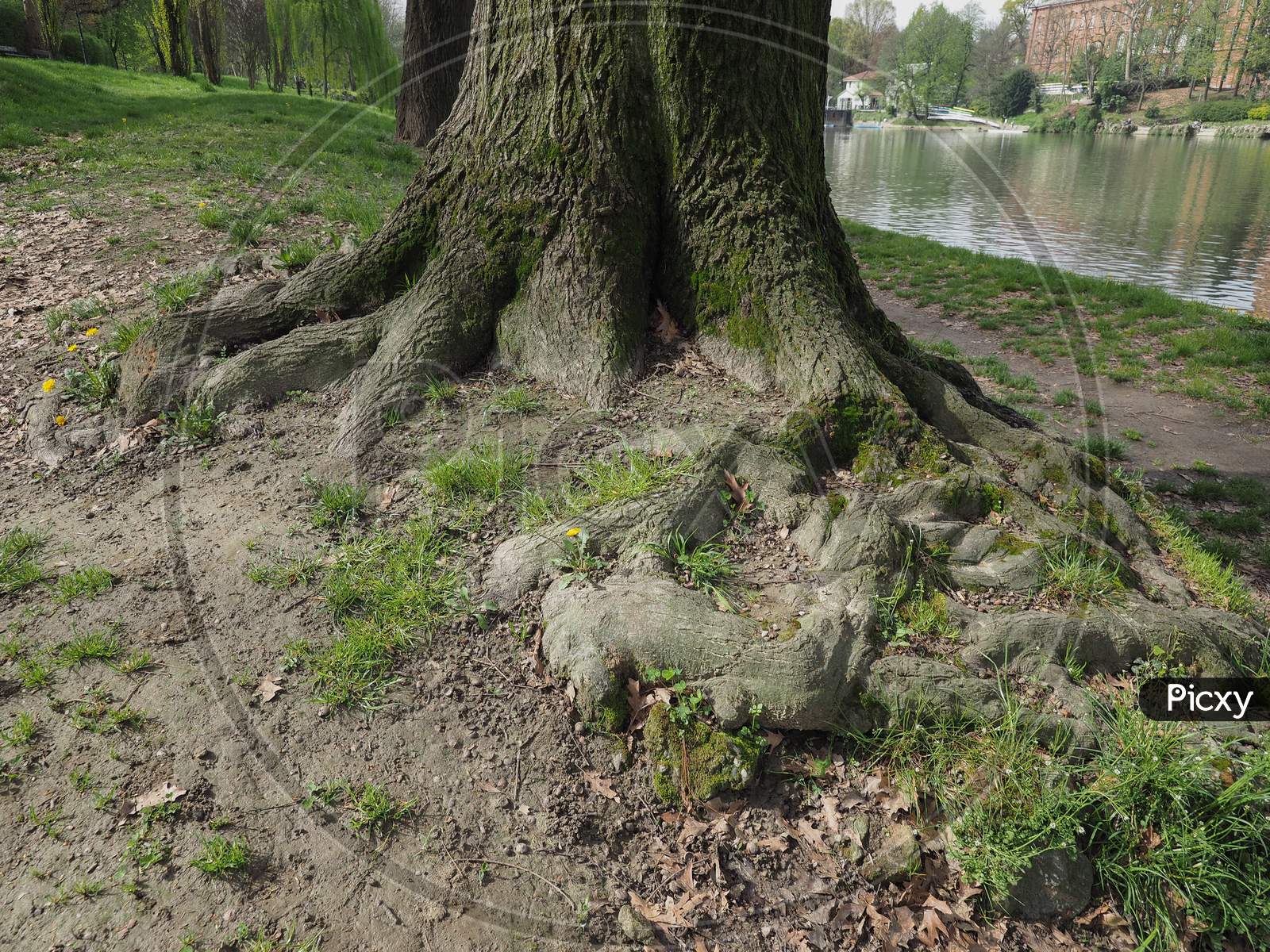 Tree Roots Near A River