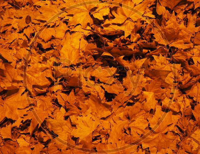 Brown Leaves Texture Background