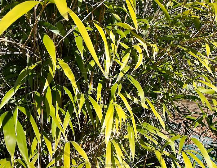 Bamboo Tree Leaves Background