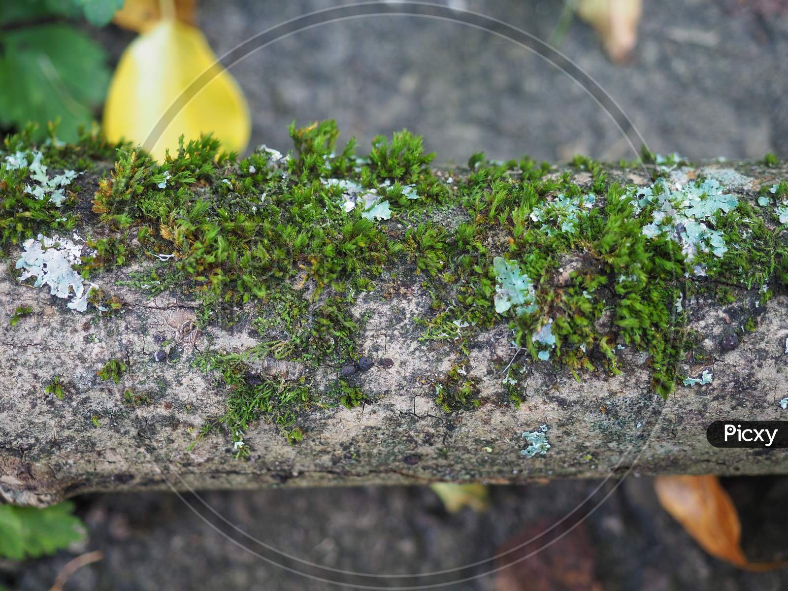 Moss Plant Growing On Trunk