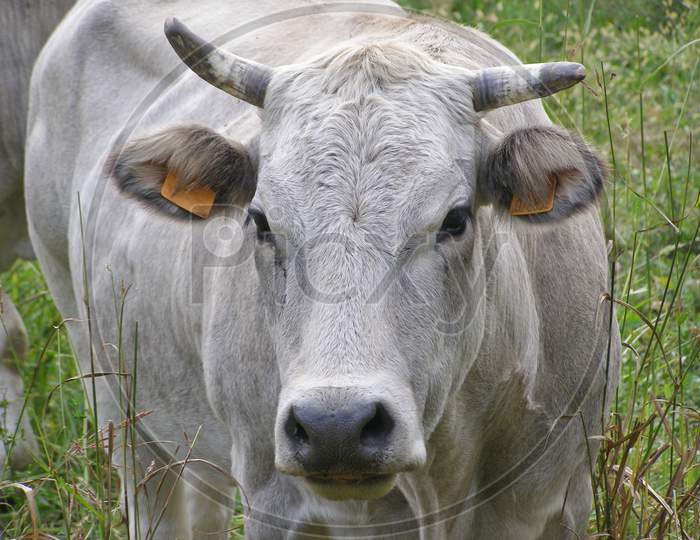Cow In The Grass