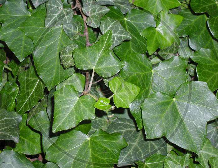 Ivy Plant (Hedera) Leaves