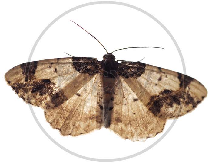 Moth Insect Animal Isolated Over White